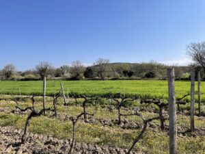 La polyculture au cœur de notre domaine : l’histoire de notre blé