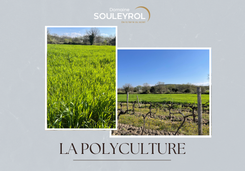 La polyculture au cœur de notre domaine : l’histoire de notre blé